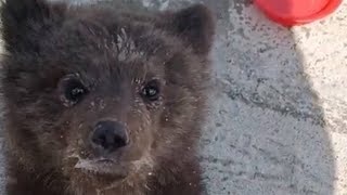 Медвежата Вышли На Трассу К Людям Под Сургутом