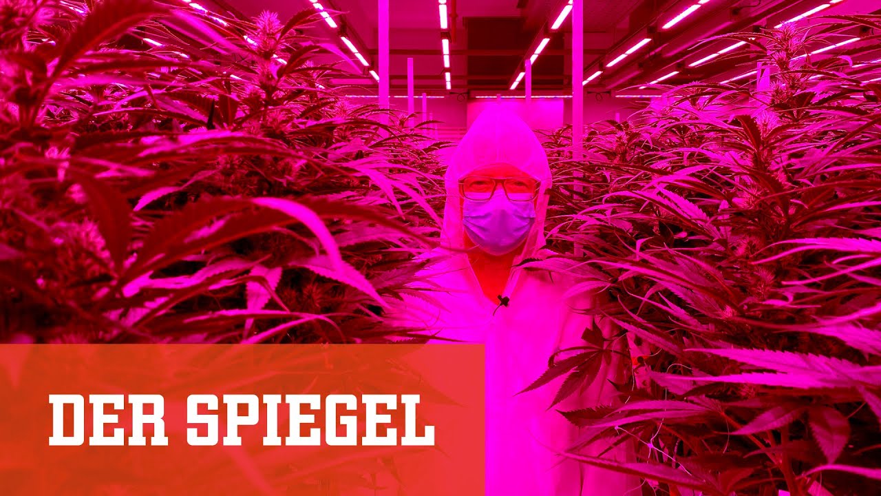 Cannabis-Legalisierung kommt: Wie steht es um das deutsche Gras? | DER SPIEGEL