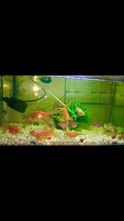Fish danching #tending #viral #shorts #reels