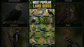 Most Popular Land Birds Names &amp; Pictures | Common Birds