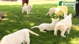 Outgoing German Shepherd Puppies