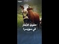 أغرب حقوق الأبقار في سويسرا