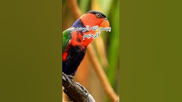 سورة الغاشية #explore #قرآن#اكسبلور #دعاء #quran