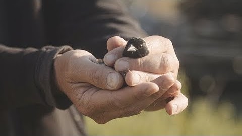 The Wonder of the Bobolink Teaser