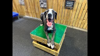 Ruby  8 Month Old Great Dane  Dog Training Omaha Nebraska, Off Leash Reliable Dog Training