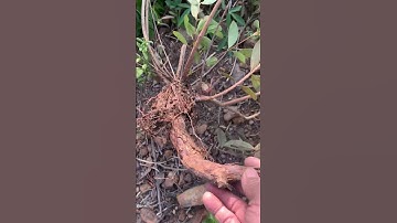 Cây Sim bụi chán quá