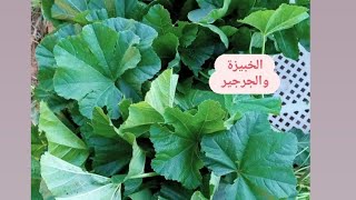 فوائد الخبيزة والجرجير كثيرة