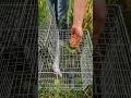 Smart Pigeon Trap 😱🔥 #shorts #pigeon #pigeontrap #birdtrap #viralshorts #DIY #trap #village