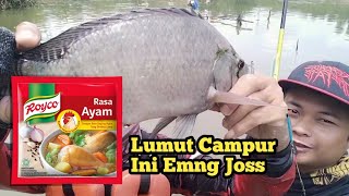 Campuran Lumut Untuk Nila Liar di campur dengan royco
