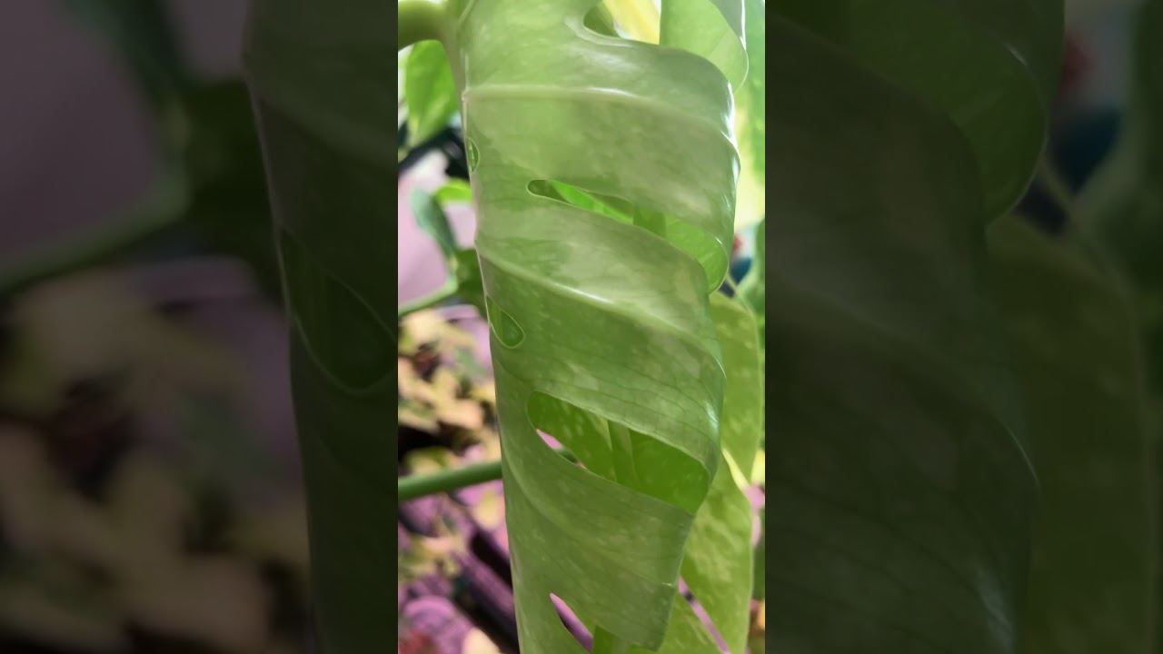 Signs of a happy monstera 