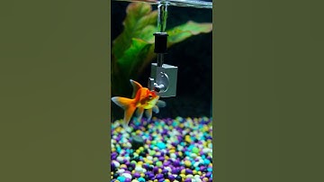 “Goldfish Don’t Have 3 Second Memories!” #shorts