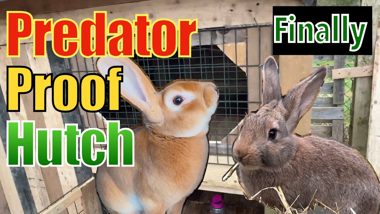 I Built My Rabbit Hutch With Pallet. Here Is How I Did It. Part 6 ...