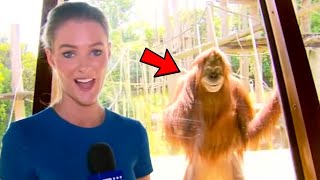 Animals NAUGHTY Moments on LIVE TV NEWS! NEWS BLOOPERS