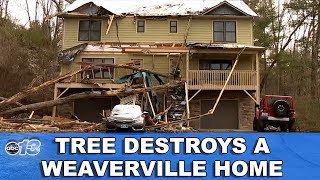 Extreme Winds Bring Down Tree on Weaverville Home