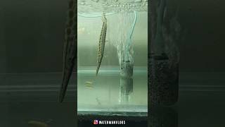 ചെറിയ space ഇൽ keep ചെയാം ഇവരെ - Spotted Gar / Florida Gar / Cuban Gar waterman alligatorgar gar