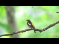 キビタキ(1)さえずり - Narcissus Flycatcher - Wild Bird - 野鳥 動画図鑑