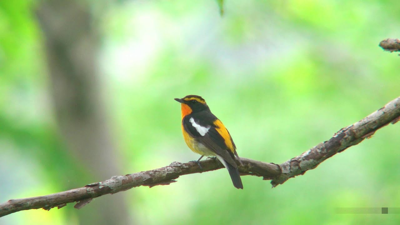 キビタキ 1 さえずり Narcissus Flycatcher Wild Bird 野鳥 動画図鑑 Youtube