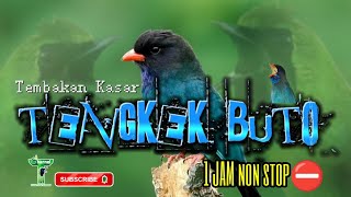 Masteran Tengkek Buto Kasar Rapet Cocok Untuk Pancingan Burung Lomba‼️Langsung Auto Ngikut