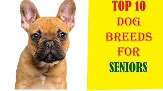 Top 10 Dog Breeds For Seniors by Dog Lover planet 175 views 6 years ago 4 minutes, 56 seconds