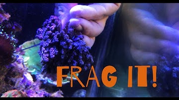 HOW TO FRAG ALL  SOFT CORAL LEATHERS AND PULSING XENIA LIKE A PRO SALTWATER