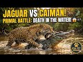 Jaguar vs Caiman: The Ultimate Battle for Survival in the Amazon! 🐆🐊