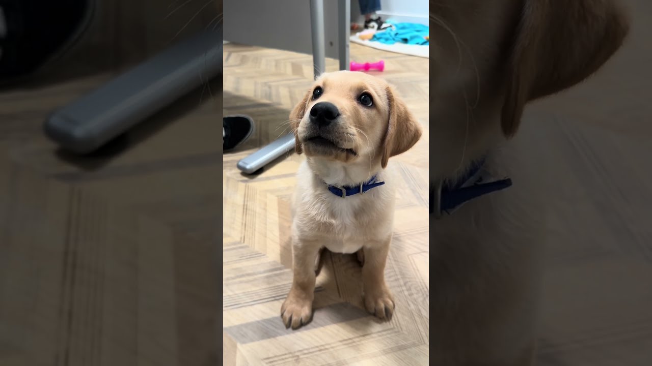 Stay For 30 Seconds Of Rescue Puppies 