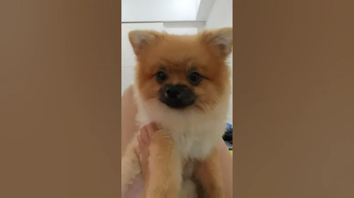 要怎样才能一秒让博美变海豹咧？？ - 天天要闻
