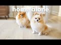 What dogs do when youre not home pomeranians home alone