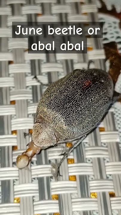 June Beetle Or Abal Abal In Ilokano Language #youtubeshort #satisfying #insects