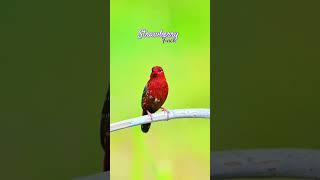 strawberry finch #birds #thebirdsonggroup #finch #kicaumania #birdsounds