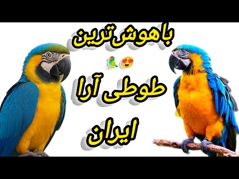 باهوش ترین طوطی آرا ایران