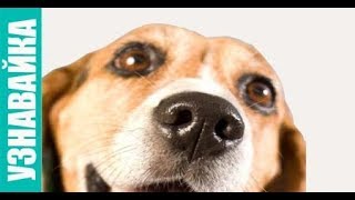 Как видят собаки? Как собака помогает? Узнавайка. Как видят собаки? Как собака помогает? Узнавайка.