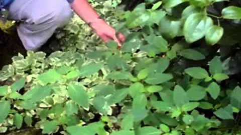 Wild Edibles & Medicinal Plants with Herbalist Pat...