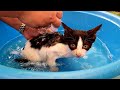 First bath for rescue kitten after being so sick and found a new home