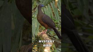 Mystery Bird 19 #shorts @Birdfun
