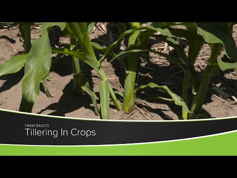 Video: Vad är ett kornhuvud eller rorkult: Förstå rorkult och styrning av korngrödor