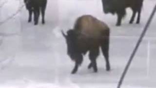 The Bison v. Woman Skating Competition