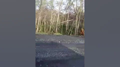 Люди кормят дикого медведя хлебом