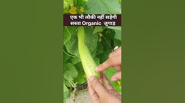 बेल पर लौकी नहीं सड़ेगी, fruit fly का सस्ता organic इलाज #rooftopgarden #kitchengarden #organicgarden