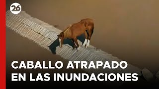 un-caballo-quedo-atrapado-en-un-techo-en-medio-de-las-tragicas-inundaciones-en-brasil