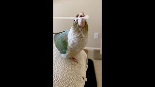 Birb has moves. #follow my TikTok for stoopid stuff like this.