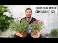 ¡AGUANTAN CASI TODO! Las MEJORES FLORES para JARDÍN CON SOL Y CALOR || en20metros