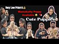 Cute puppies at low price foreign breeds  husky  shih tzu  shorts trending pets vlog
