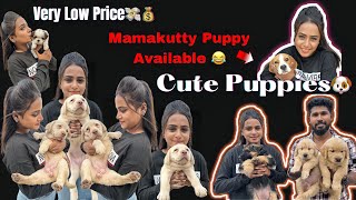 Cute Puppies at Low Price| Foreign Breeds | Husky | Shih Tzu | #shorts #trending #pets #vlog