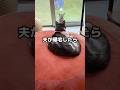 食いしん坊の元野良猫くう｜胃袋掴まれ、こうなりました🐱🐟❤️👨