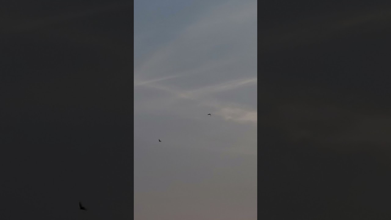 Common Nighthawk at Northwest Ohio