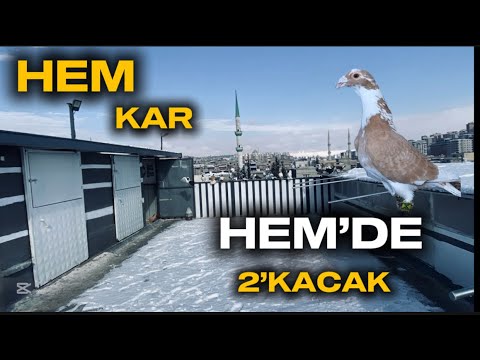Gaziantep’te Hem kar hemde güzel 2’kacak GÜVERCİN yakaladık ! 