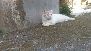 KUCING Bersantai ditepi Jalan..|| Mother Cat Relaxing on the Roadside..||..Kucing Lucu, Sehat..IMUT. by kucing meaung 294 views 10 months ago 3 minutes, 21 seconds