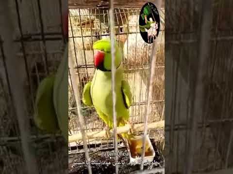 Parrot saying YA ALI AS madad