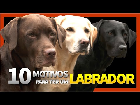 10 Motivos para ter um Labrador | TUDO SOBRE A RAÇA LABRADOR